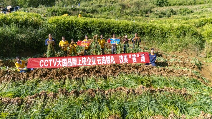 墨江象鼻村生姜大丰登！从种植、施肥到采摘，云南解化全程“呵护”